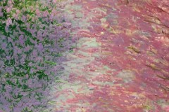 欧罗巴联赛前瞻：红星队对阵凯尔特人，冠军之争一触即发